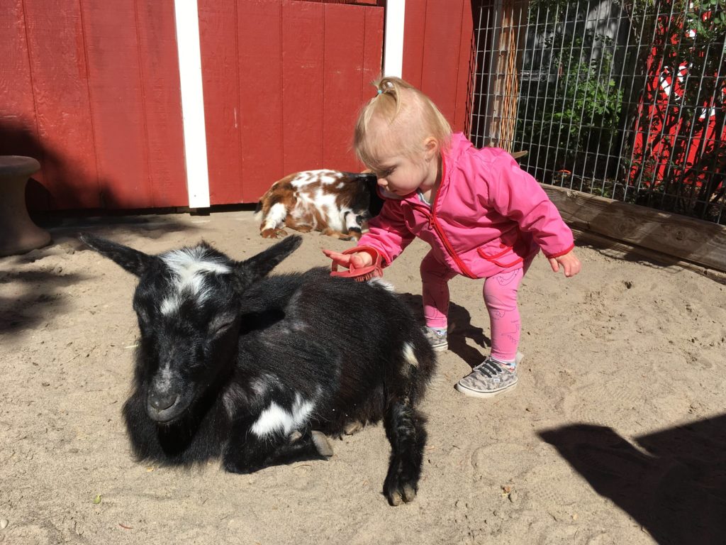 Photo of a toddler brushing a goat