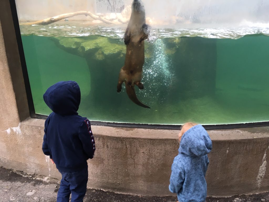 photo of two kids looking at at Otter