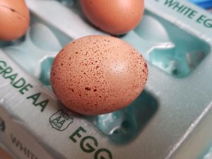 chicken egg on egg carton