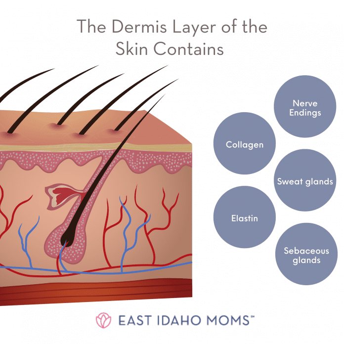 A drawing of the skin with hair folicles to demonstrate nerves, collagen, sweat glands, elastin, and sebaceous glands.