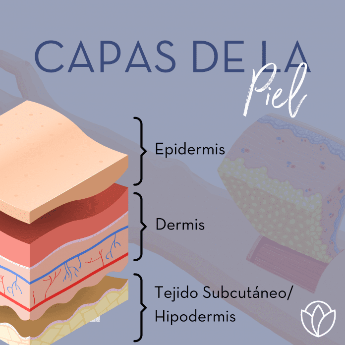 Las capas de la piel humana. Epidermis, la primera capa. Dermis, músculo y nervios, y el tejido subcutáneo/hipodermis.