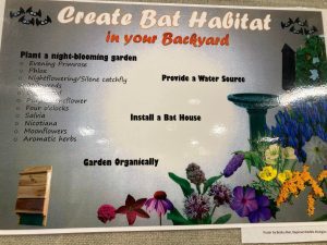 Planting night-blooming plantssuch as milkweeds, evening primrose and aromatic herbs are a great way to encourage bats to hang around!